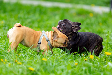 Two french bulldogs playing in the grass