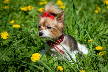 A small Yorkshire Terrier dog with a red bow sits on a field of dandelions.