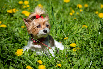 A small Yorkshire Terrier dog with a red bow sits on a field of dandelions.