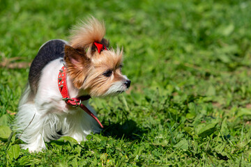 A small Yorkshire terrier dog with a red bow walks on the green grass..
