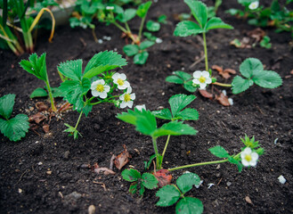 Strawberry patch on an organic farm on a sunny day.Blooming strawberries grow in a flower bed in spring. Summer white strawberry flowers.Bees pollinate flowers.