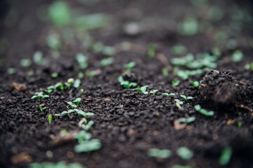 Seed shoots on the beds. Small plant sprouts. Micro-green. Healthy vegetables and herbs. Agriculture and horticulture.