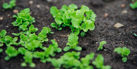 Seed shoots on the beds. Small plant sprouts. Micro-green. Healthy vegetables and herbs. Agriculture and horticulture.