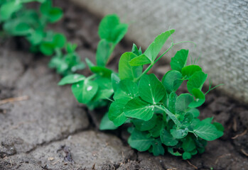 Green pea sprouts. Green peas in the field. Close-up of leaves and flowers. Agricultural industry. An organic product.