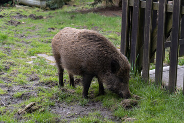Wild boar. Sus scrofa, big wild swine or pig.