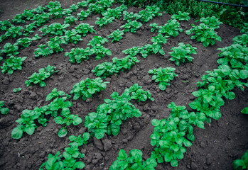 A vegetable garden with potatoes in the countryside. The potatoes are planted in long rows.