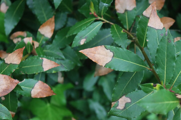 Many green leaves of Laurel bush with brown dry spots on branches . Laurus nobilis with disease in...