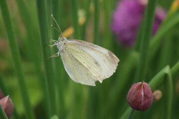 European Large Cabbage White butterfly feeding on a Chive flower. Pieris brassicae on pink flower