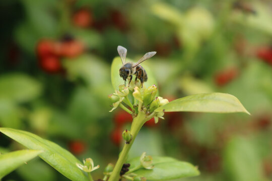 Apis mellifera on  Ilex cornuta flowers on springtime. Holly tree in bloom with small yellow flowers and honey bee