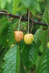 Rotten unripe red cherry fruits on branches in the orchard. Prunus avium tree with disease