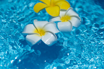 Fototapeta na wymiar 水に浮かぶプルメリアの花