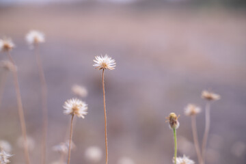 Grass field background, wild flowers with blurred background
