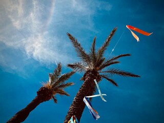 palm tree on blue sky background