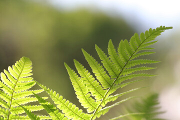 Fern leaves. Fern plants in forest. Fresh green tropical foliage. Green plants wallpaper. Organic nature background. Beautiful nature Spring background. Concept of nature. Fern plants in forest.