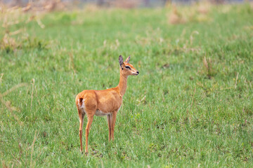 Swayne's Hartebeest, Alcelaphus buselaphus swaynei antelope, Senkelle Sanctuary Ethiopia wildlife