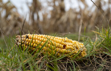 Corn cob on the ground. Rotten corn in agricultural field.
