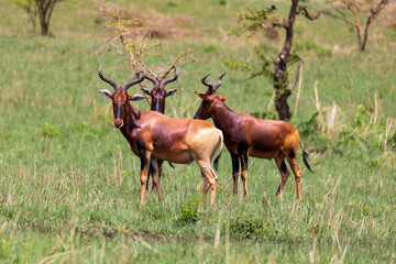 Naklejka na ściany i meble Swayne's Hartebeest, Alcelaphus buselaphus swaynei antelope, Senkelle Sanctuary Ethiopia wildlife