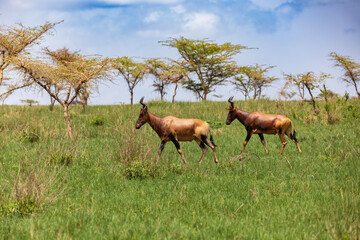 Naklejka na ściany i meble Swayne's Hartebeest, Alcelaphus buselaphus swaynei antelope, Senkelle Sanctuary Ethiopia wildlife