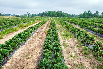 Fototapeta na wymiar Strawberry field at agritourism farm