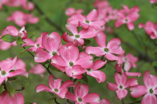 Cornus florida rubra tree with pink flowers.