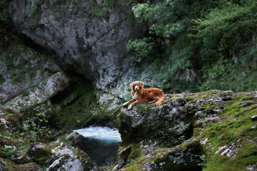 the dog lies on the rock. Nova Scotia duck tolling retriever in nature, on a waterfall. Beautiful...