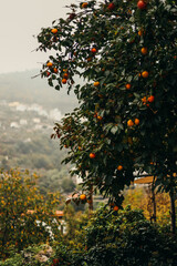 orange tree in autumn