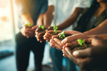 Plant, sustainability and environment with hands of business people for teamwork, earth and support. Collaboration, growth and diversity with employees and soil for future, partnership or community - obrazy, fototapety, plakaty