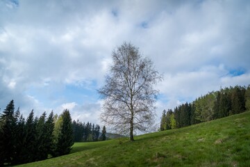 birch tree in the landscape