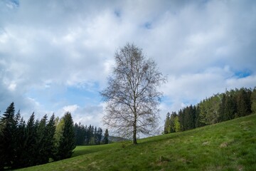 Fototapeta na wymiar birch tree in the landscape