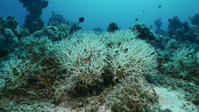 Thin Birdsnest Coral (Seriatopora hystrix) on coral garden of deep sea, Slow motion, Camera moving forwards approaching the coral