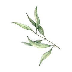 Green leaf branches. Greenery foliage, Eucalyptus, olive Botanical design element. Hand drawn watercolor illustration for greeting card, wedding invitation, pack, stationary © Daryartsy