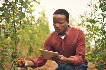 Black man, tablet and tomato farming with agriculture and farmer check crops with nature, harvest and inspection. Male person on farm, vegetable plant and sustainability, growth and quality assurance - obrazy, fototapety, plakaty