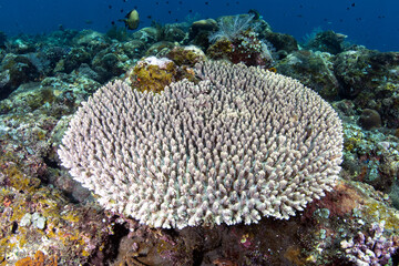 Coral reefs of Bali, Indonesia.