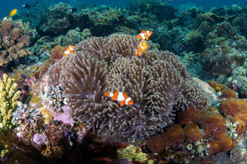 Naklejka na ściany i meble A family of False Clown Anemonfish (Western Clownfish) - Amphiprion ocellaris living in an anemone. Sea life of Tulamben, Bali, Indonesia.