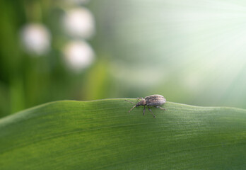 Vibrant beetle on wavy leaf with lily of the valley