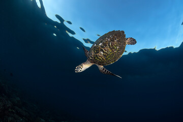 Obraz premium Hawksbill Turtle - Eretmochelys imbricata. Sea life of Tulamben, Bali, Indonesia.