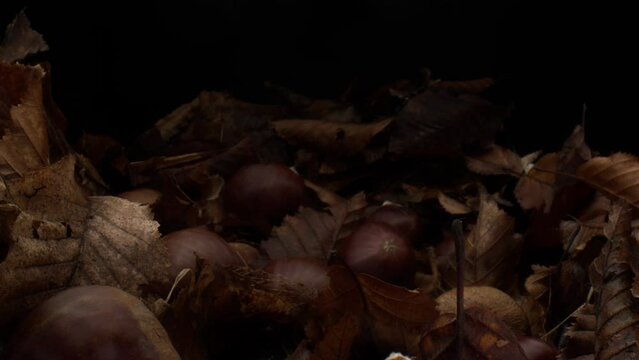 Fallen chestnuts and dry leaves on forest ground, slow zoom pan in