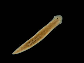 PA2251305 freshwater triclad flatworm, Cura foremanii, isolated on black, cECP 2023