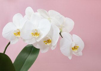Fototapeta na wymiar Branch of white orchid flowers with leaf on pink background. Floral card, congratulations on birthday, international women's and mother's day. Copy space