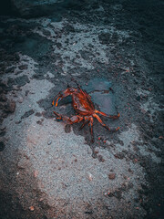 crab on the beach