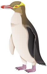Yellow Eyed Penguin on White Background