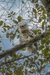 Harpy eagle (Harpia harpyja), Captive animal, Panama Central America Venezuela.