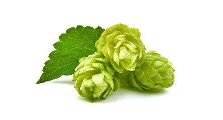 Fresh green hops cones, isolated on white background.