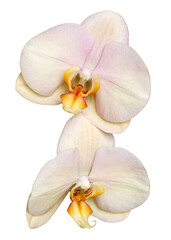 Fototapeta na wymiar two orchid flowers, yellow pink, flowers in full bloom, isolated from background, macro, background for various graphic design, png file