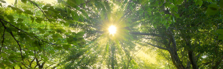 forest sunlight banner image - obrazy, fototapety, plakaty