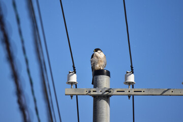電柱に止まるハヤブサ