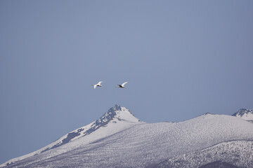 冬の駒ケ岳と白鳥
