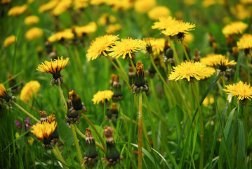 Taraxacum officinale, dandelion or common dandelion blooms in the meadow and has yellow flowers. Used in folk medicine, it is a medicinal herb.