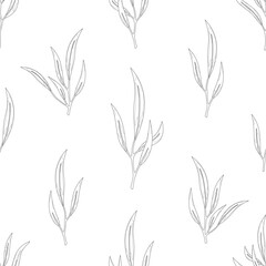 Eucalyptus nicholii leaf twig seamless pattern black line. Vintage editable stroke tree foliage natural branch tropical floral texture hand drawn plant botanical wallpaper fabric wrap greetings paper