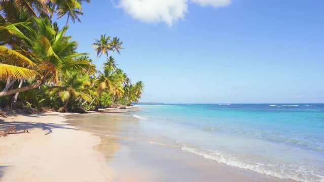 Summer landscape of a natural wild Dominican beach with palms. Beautiful tropical trees in the Caribbean. Sunny summer day on a tropical island in the ocean. A pristine deserted honeymoon beach.